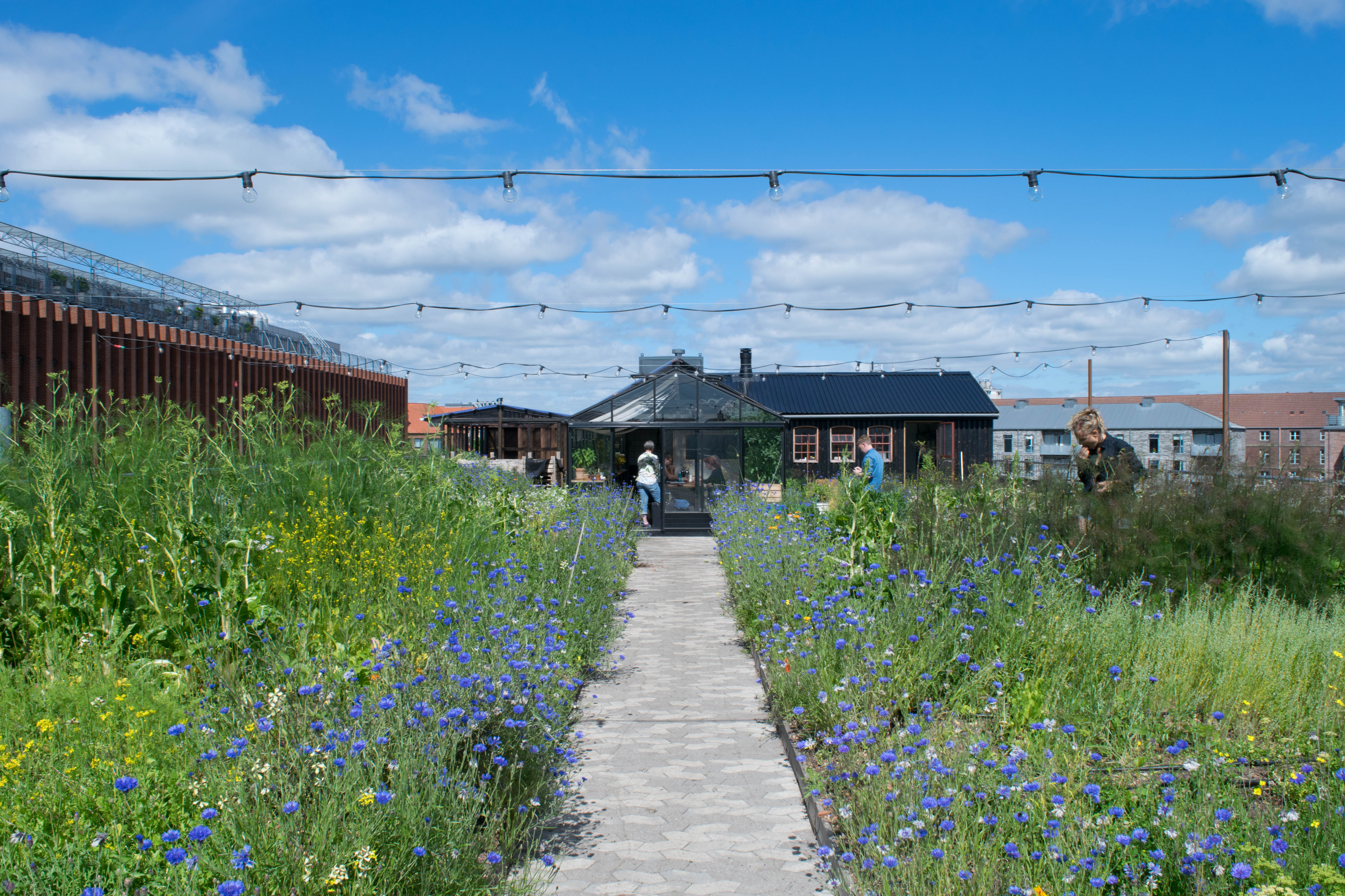 image of a rooftop urban farm lined with vegetable beds